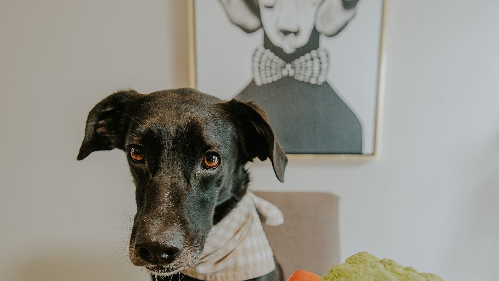 Perro negro sentado junto a frutas y verduras frescas, alimentación natural para perros