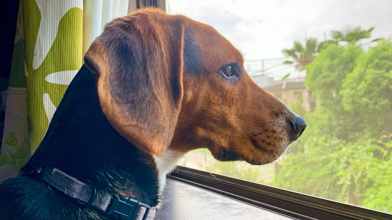 Beagle mirando por la ventana de casa, ansiedad por separación en perros