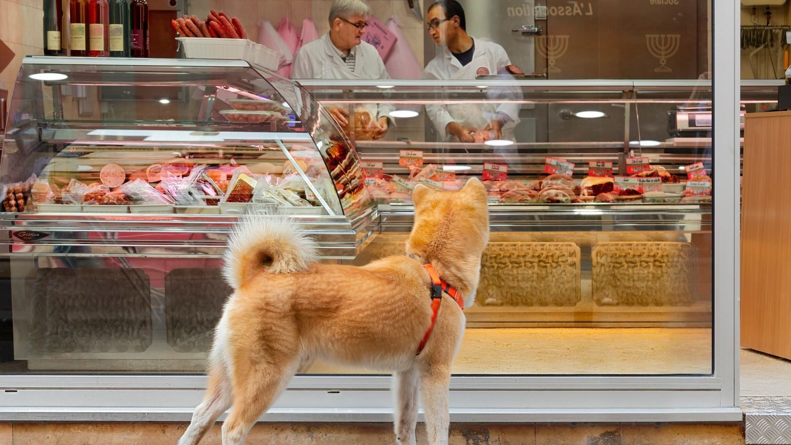 Perro Shiba Inu observando un mostrador de carnicería con cortes de carne fresca