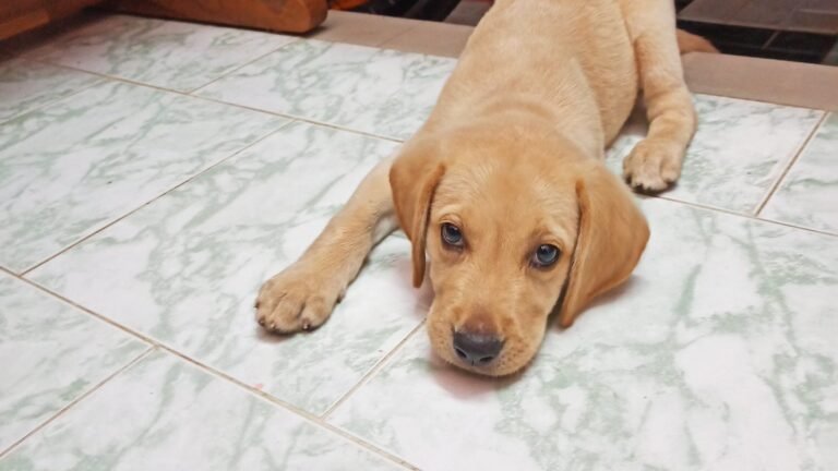 Cachorro labrador color miel acostado en el piso mirando a la cámara, cuántas veces al día debe comer un perro