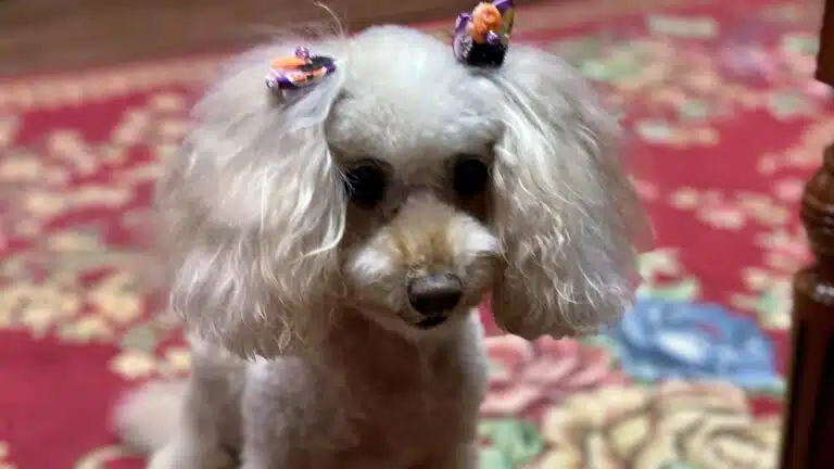 Poodle blanco con dos lazos de Halloween en las orejas sentado sobre una alfombra, alternativa sencilla a un disfraz de Halloween para perro