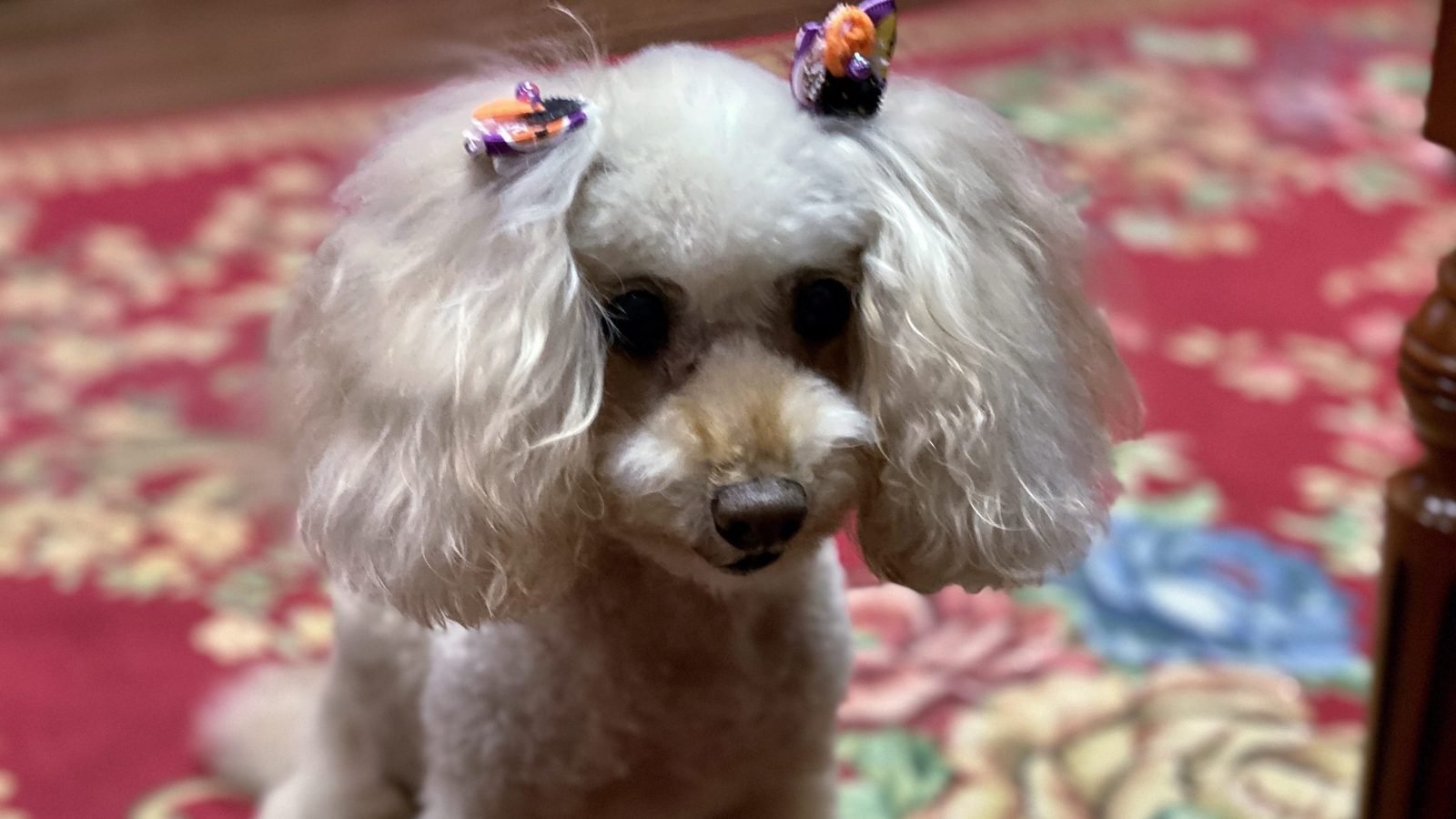 Poodle blanco con dos lazos de Halloween en las orejas sentado sobre una alfombra, alternativa sencilla a un disfraz de Halloween para perro
