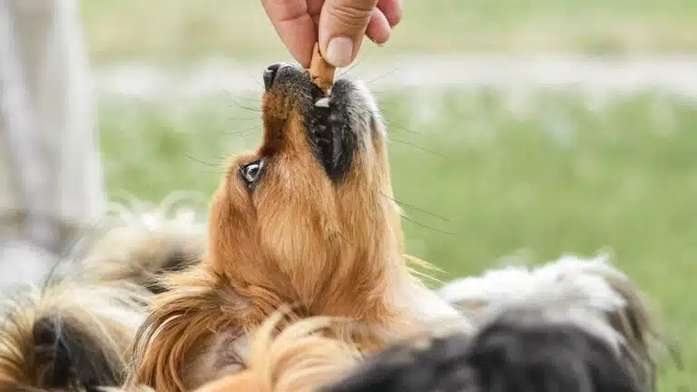 Mano entregando un premio natural a dos perros atentos en el jardín