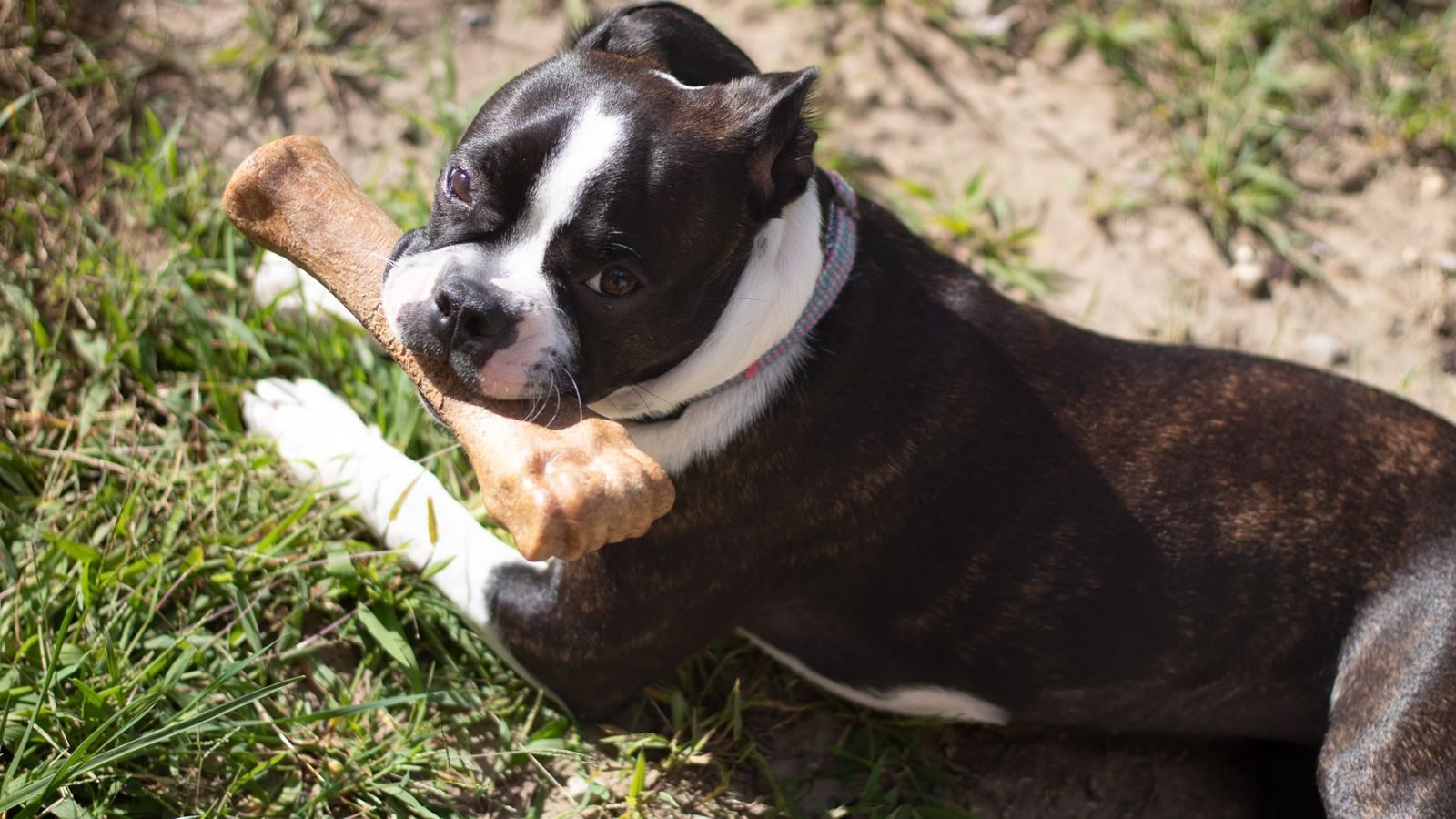 Perro Boston Terrier acostado en el pasto masticando un hueso natural deshidratado