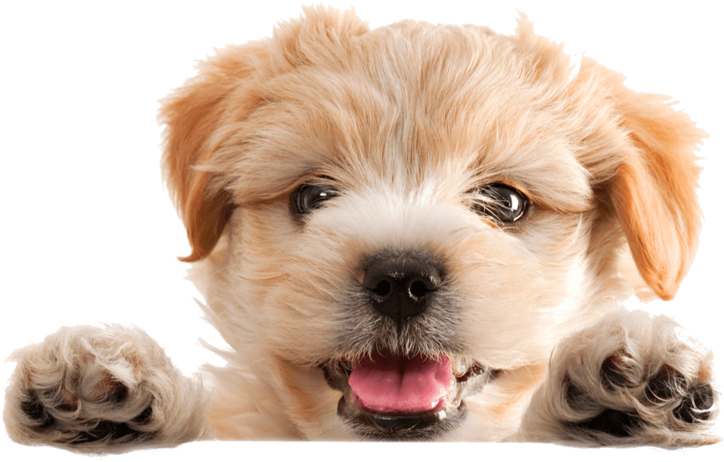 Perro yorkshire recién peinado en una peluquería canina