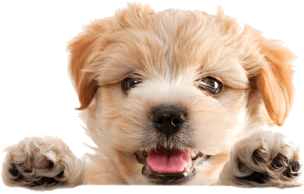 Perro yorkshire recién peinado en una peluquería canina