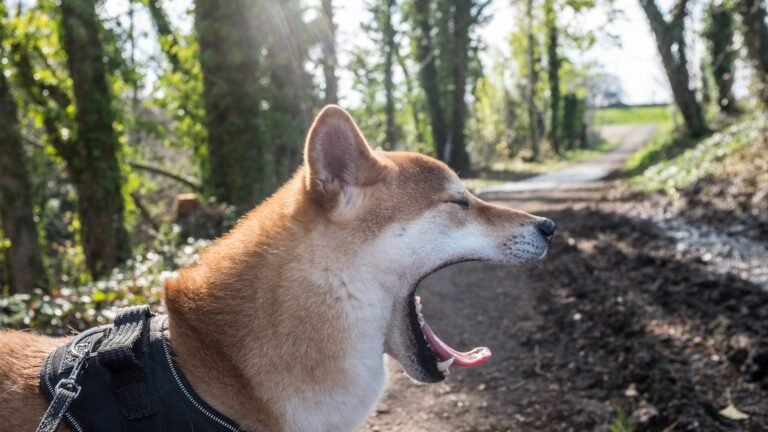 Perro shiba inu bostezando con la boca abierta, mal aliento y sarro en perros