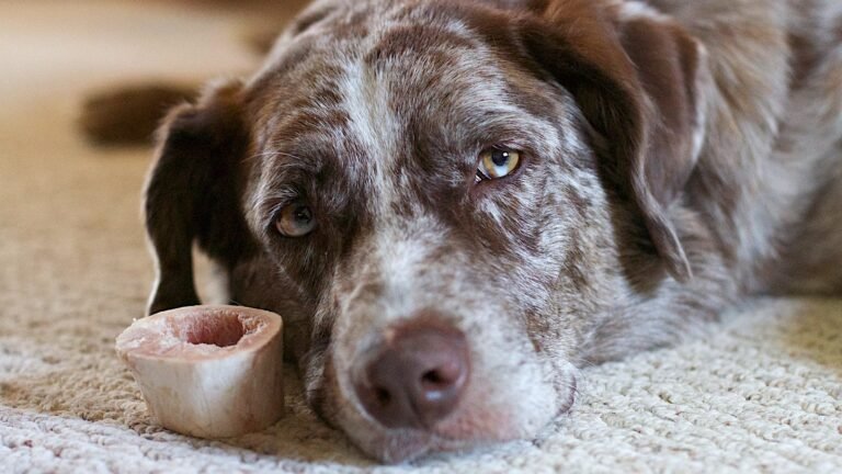 Perro de pelaje moteado recostado junto a un hueso natural de res, mejores snacks naturales para perros
