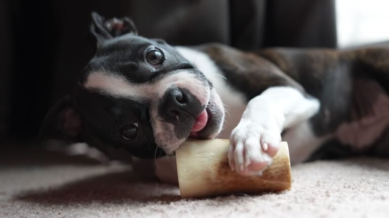 Perro Boston Terrier recostado masticando un snack natural deshidratado