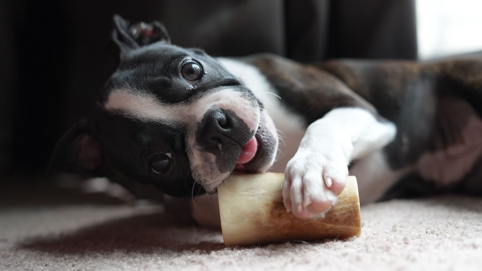 Perro Boston Terrier recostado masticando un snack natural deshidratado