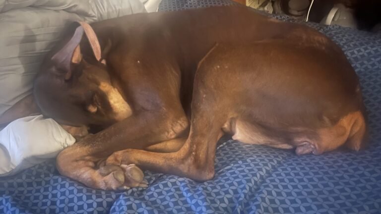 Perro dóberman café dormido y enroscado sobre una cama, descansando mientras se recupera de un malestar digestivo