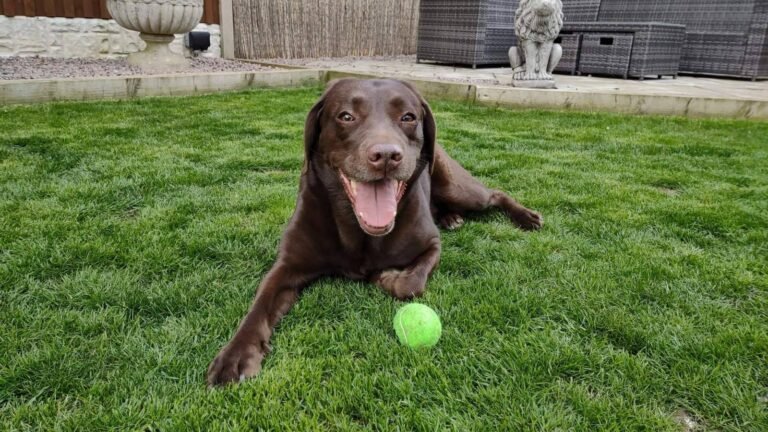 Labrador chocolate echado en el pasto junto a una pelota de tenis, listo para jugar