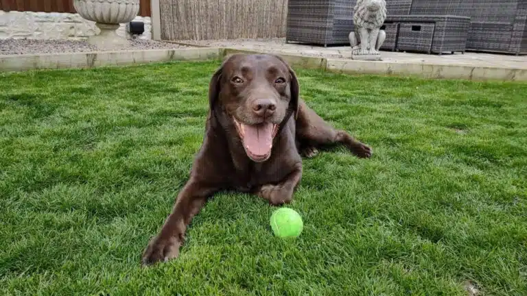 Labrador chocolate echado en el pasto junto a una pelota de tenis, listo para jugar