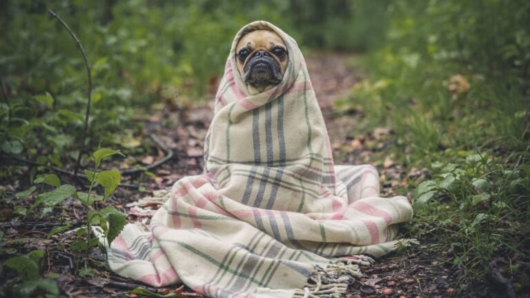 Perro pug envuelto en una manta de cuadros, con cara de susto, como un perro asustado buscando refugio
