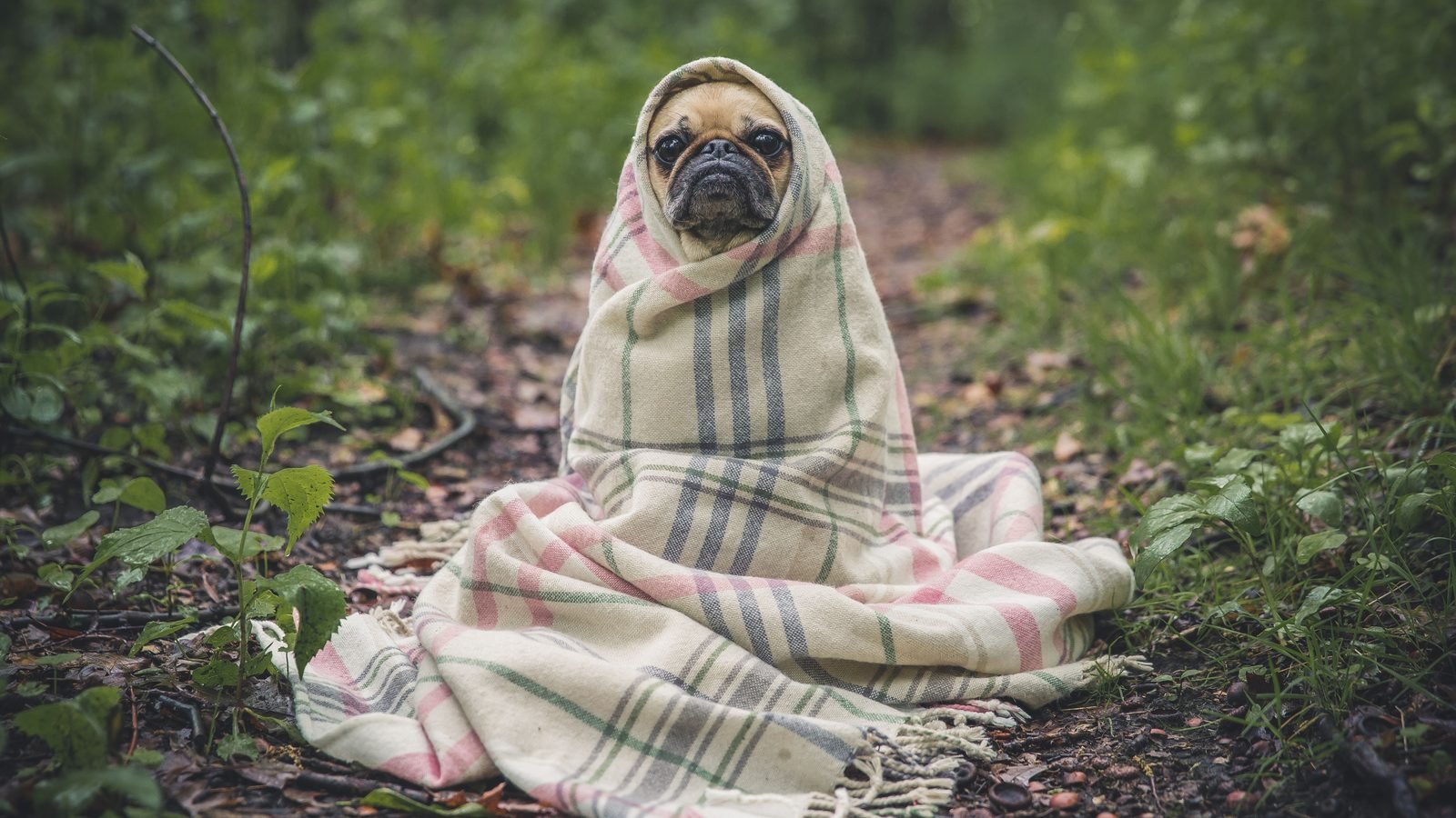 Perro pug envuelto en una manta de cuadros, con cara de susto, como un perro asustado buscando refugio