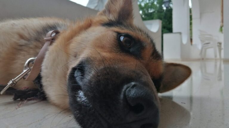 Perro pastor alemán acostado en el piso con mirada decaída, mi perro no quiere comer