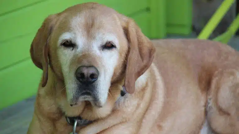Labrador dorado mayor con el hocico canoso, echado y mirando a la cámara, un perro viejo en su etapa senior