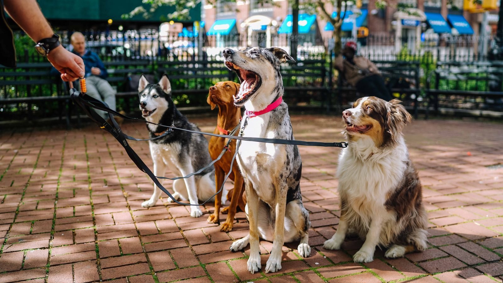 Cinco perros de distintos tamaños sentados con correa en un parque, qué snack darle a tu perro según su tamaño