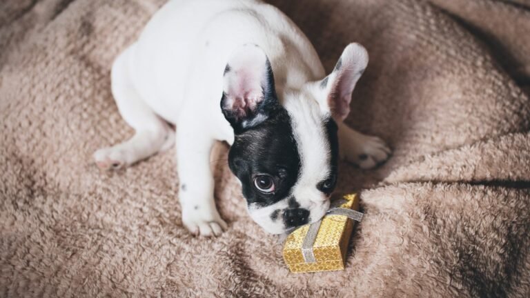 Cachorro bulldog francés olfateando una caja de regalo dorada sobre una manta, regalos para perros en Navidad