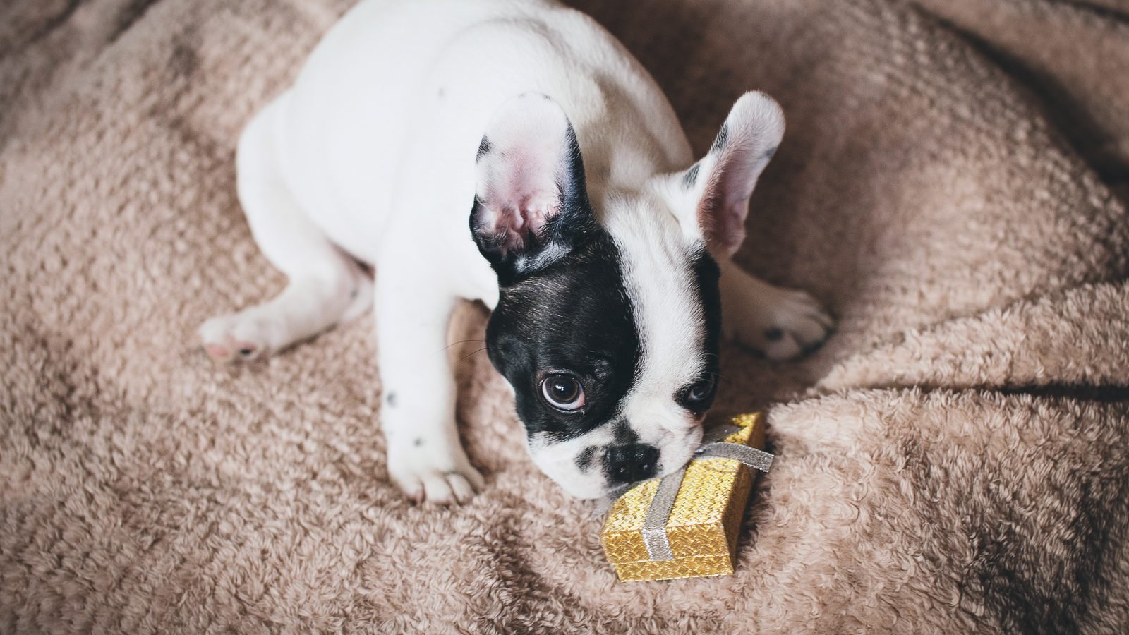 Cachorro bulldog francés olfateando una caja de regalo dorada sobre una manta, regalos para perros en Navidad