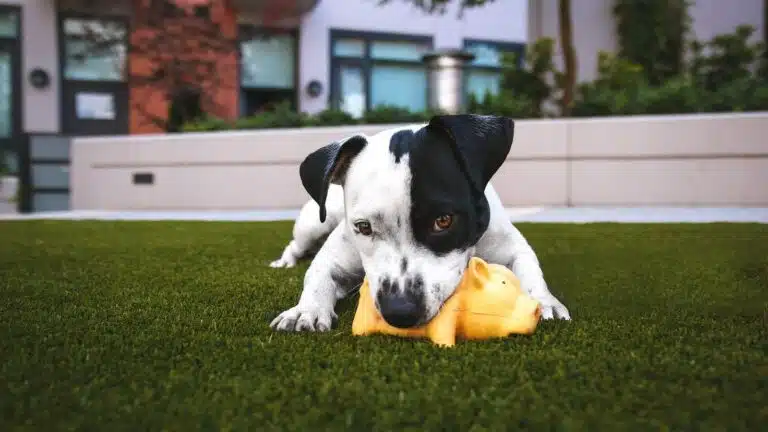 Cachorro blanco y negro mordiendo un juguete de caucho amarillo sobre el césped, como un juguete rellenable tipo kong para perros