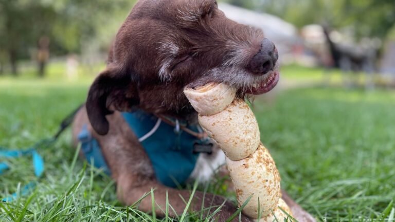 Perro labrador marrón masticando un snack natural deshidratado sobre el pasto