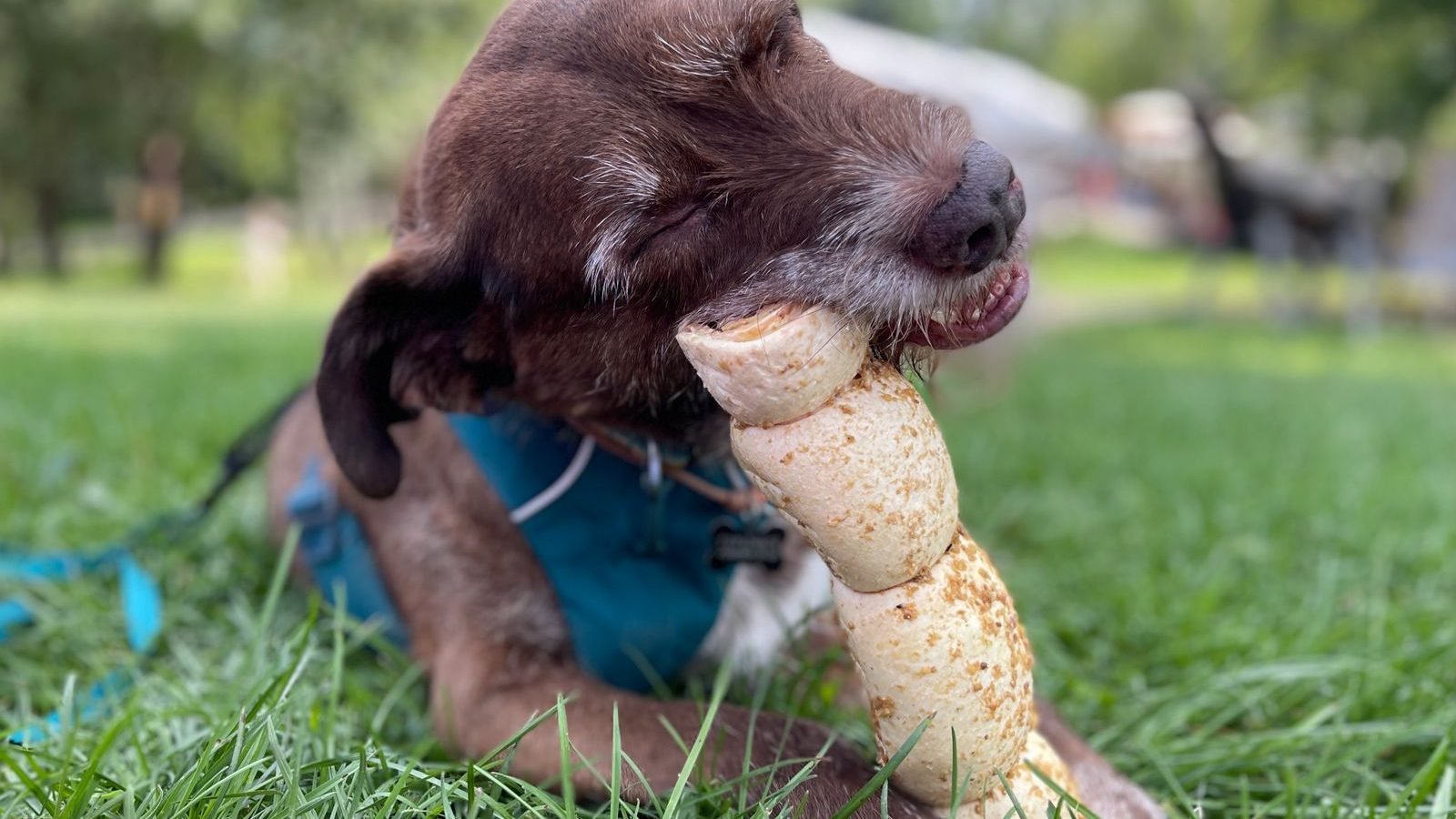 Perro labrador marrón masticando un snack natural deshidratado sobre el pasto